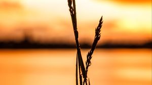 Preview wallpaper grass, silhouette, drops, water, macro