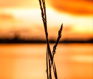 Preview wallpaper grass, silhouette, drops, water, macro