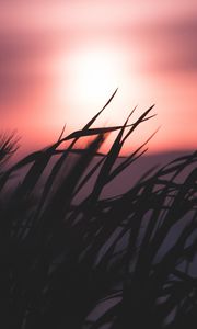 Preview wallpaper grass, silhouette, sky, night, dark, blur