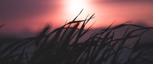 Preview wallpaper grass, silhouette, sky, night, dark, blur