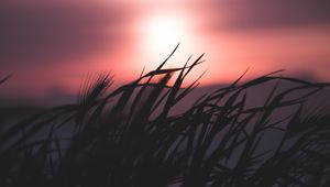 Preview wallpaper grass, silhouette, sky, night, dark, blur