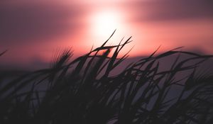 Preview wallpaper grass, silhouette, sky, night, dark, blur