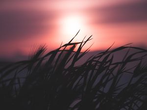 Preview wallpaper grass, silhouette, sky, night, dark, blur