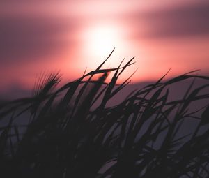 Preview wallpaper grass, silhouette, sky, night, dark, blur