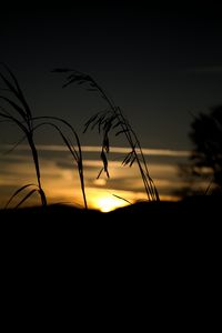 Preview wallpaper grass, silhouette, sunset, dark