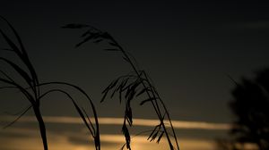 Preview wallpaper grass, silhouette, sunset, dark