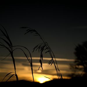 Preview wallpaper grass, silhouette, sunset, dark