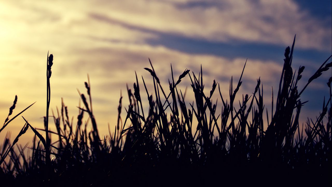 Wallpaper grass, silhouettes, clouds, twilight, dark