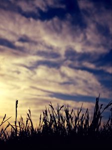 Preview wallpaper grass, silhouettes, clouds, twilight, dark