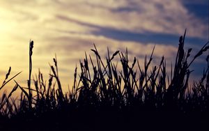 Preview wallpaper grass, silhouettes, clouds, twilight, dark