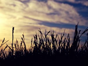 Preview wallpaper grass, silhouettes, clouds, twilight, dark