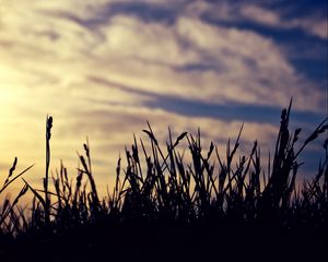 Preview wallpaper grass, silhouettes, clouds, twilight, dark