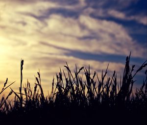 Preview wallpaper grass, silhouettes, clouds, twilight, dark