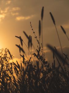 Preview wallpaper grass, silhouettes, dark, plants