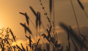 Preview wallpaper grass, silhouettes, dark, plants