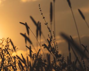 Preview wallpaper grass, silhouettes, dark, plants