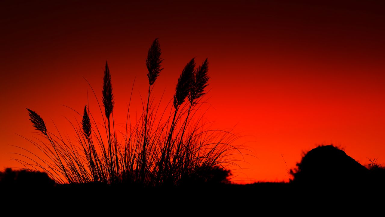 Wallpaper grass, silhouettes, dark, red