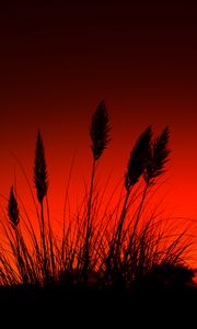 Preview wallpaper grass, silhouettes, dark, red