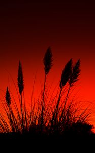 Preview wallpaper grass, silhouettes, dark, red