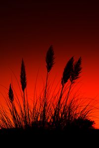 Preview wallpaper grass, silhouettes, dark, red