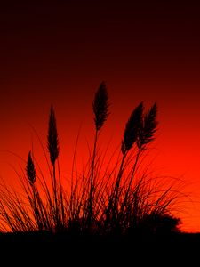 Preview wallpaper grass, silhouettes, dark, red