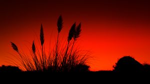 Preview wallpaper grass, silhouettes, dark, red