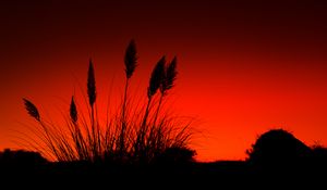 Preview wallpaper grass, silhouettes, dark, red