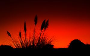 Preview wallpaper grass, silhouettes, dark, red