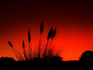 Preview wallpaper grass, silhouettes, dark, red