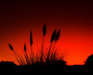 Preview wallpaper grass, silhouettes, dark, red