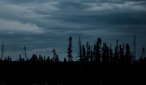 Preview wallpaper grass, silhouettes, evening, sky, dark, blue