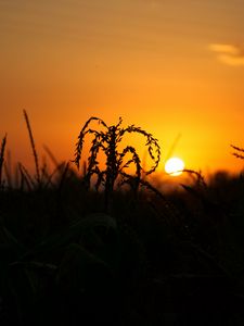 Preview wallpaper grass, silhouettes, sun, sunset, landscape