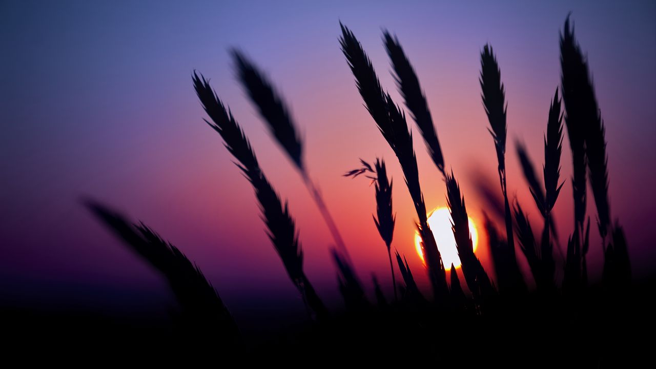 Wallpaper grass, silhouettes, sun, dark, sunset