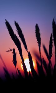 Preview wallpaper grass, silhouettes, sun, dark, sunset