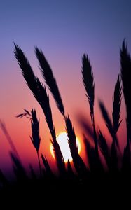 Preview wallpaper grass, silhouettes, sun, dark, sunset