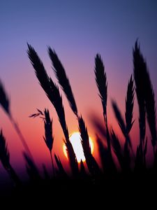 Preview wallpaper grass, silhouettes, sun, dark, sunset