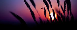 Preview wallpaper grass, silhouettes, sun, dark, sunset