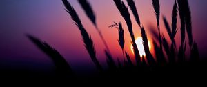 Preview wallpaper grass, silhouettes, sun, dark, sunset