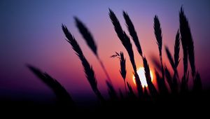 Preview wallpaper grass, silhouettes, sun, dark, sunset