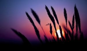 Preview wallpaper grass, silhouettes, sun, dark, sunset