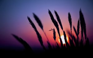 Preview wallpaper grass, silhouettes, sun, dark, sunset