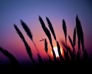 Preview wallpaper grass, silhouettes, sun, dark, sunset