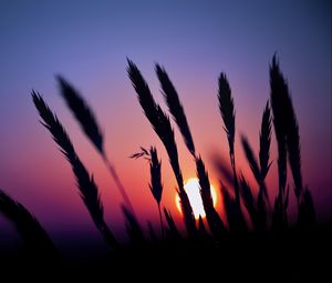 Preview wallpaper grass, silhouettes, sun, dark, sunset