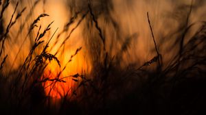 Preview wallpaper grass, silhouettes, sun, sunset, dark