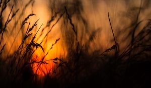 Preview wallpaper grass, silhouettes, sun, sunset, dark