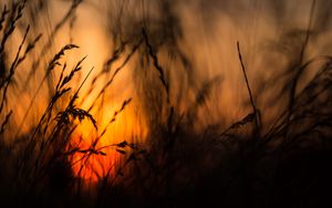 Preview wallpaper grass, silhouettes, sun, sunset, dark