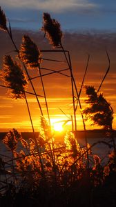 Preview wallpaper grass, silhouettes, sun, sunset, dark, horizon