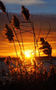 Preview wallpaper grass, silhouettes, sun, sunset, dark, horizon