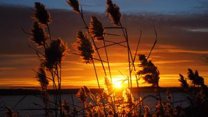 Preview wallpaper grass, silhouettes, sun, sunset, dark, horizon