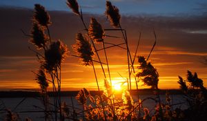 Preview wallpaper grass, silhouettes, sun, sunset, dark, horizon